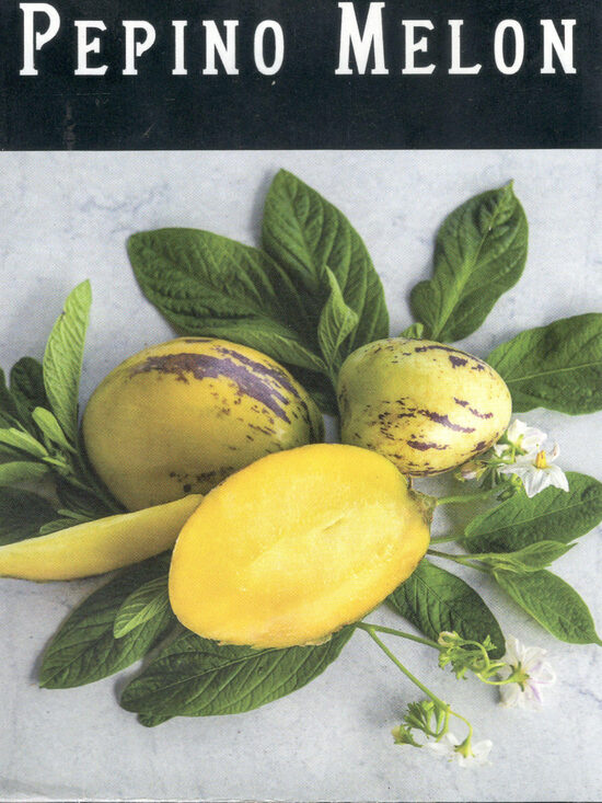 EŽINĖ KIAULIAUOGĖ (PEPINAS)