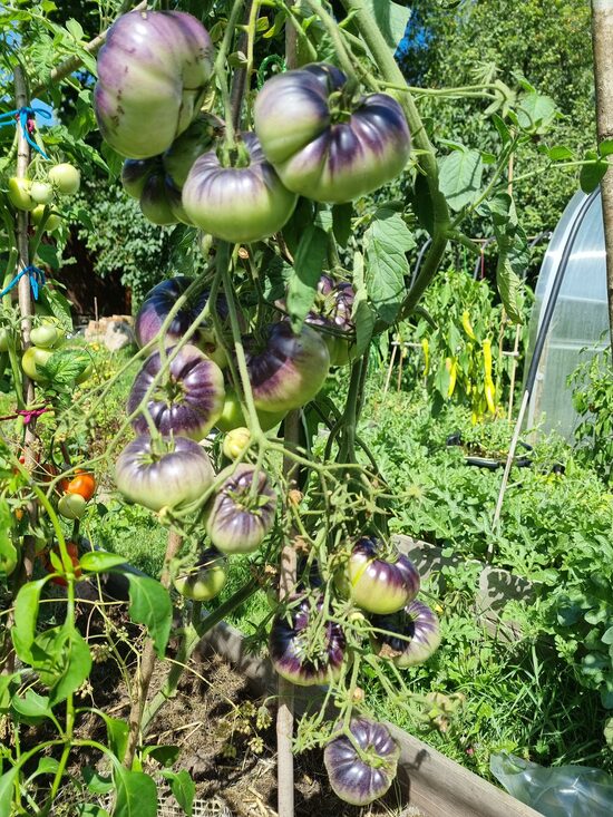 Pomidoras BLUE TOM (aukštaūgis)