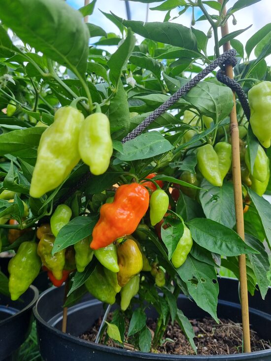 Saldžioji paprika HABANADA