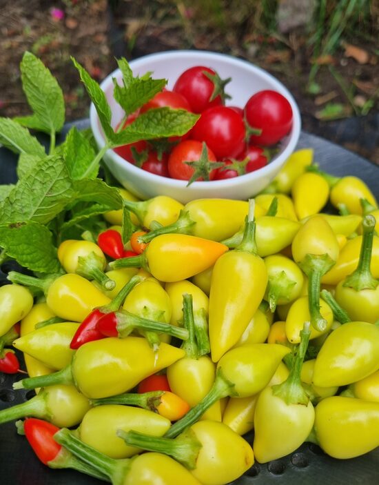 Aitrioji paprika Biberiye (Batem Alpçelik)