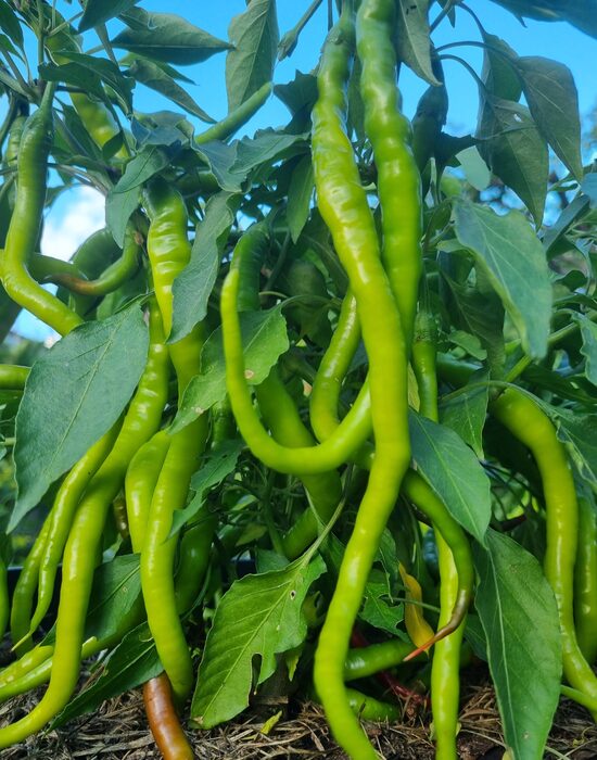 Aitrioji paprika Aci Kil (Menderes)