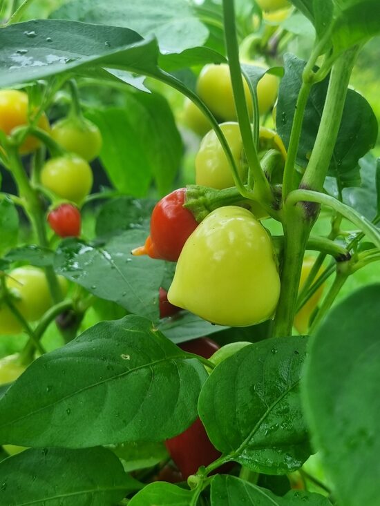 Aitrioji paprika Misket (Haşmet)
