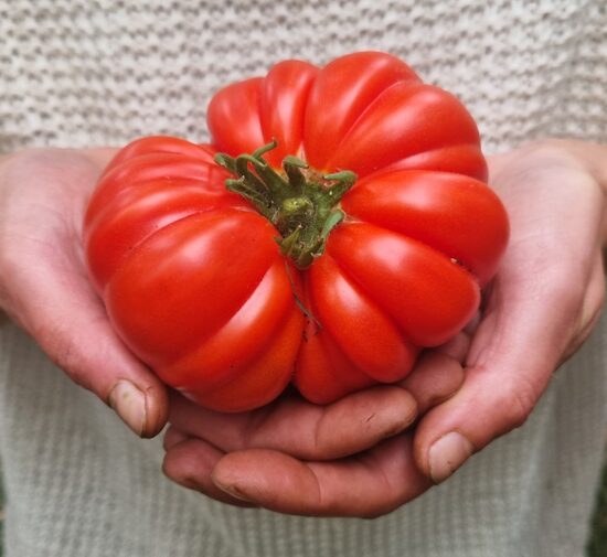 Pomidoras KIVIRCIK YAYLA (aukštaūgis)
