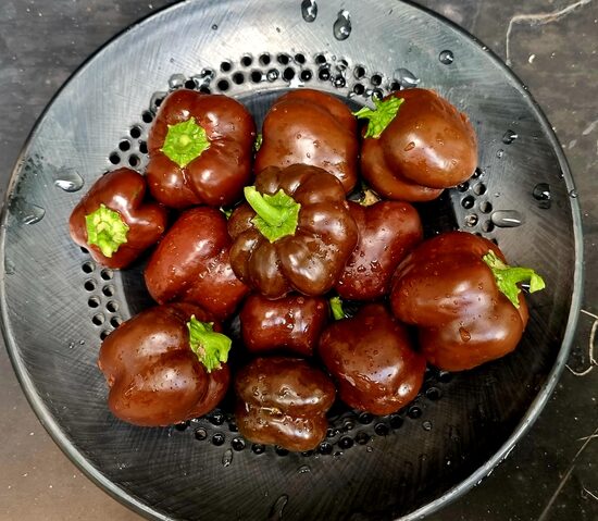 Saldžioji vazoninė paprika MINI BELL CHOCOLATE