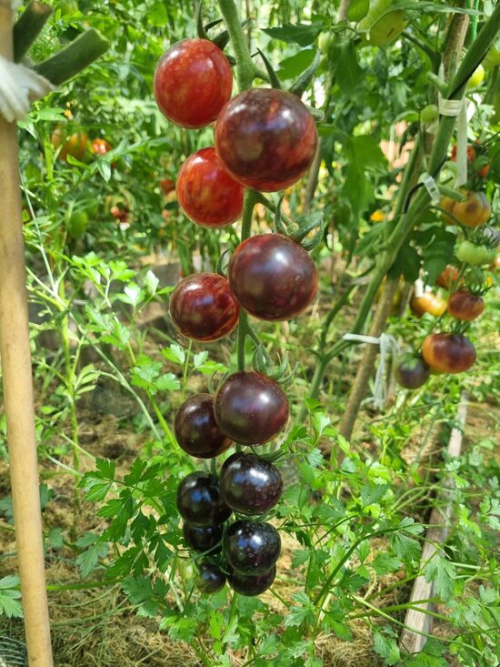 Pomidoras BLACK STRAWBERRY (aukštaūgis)