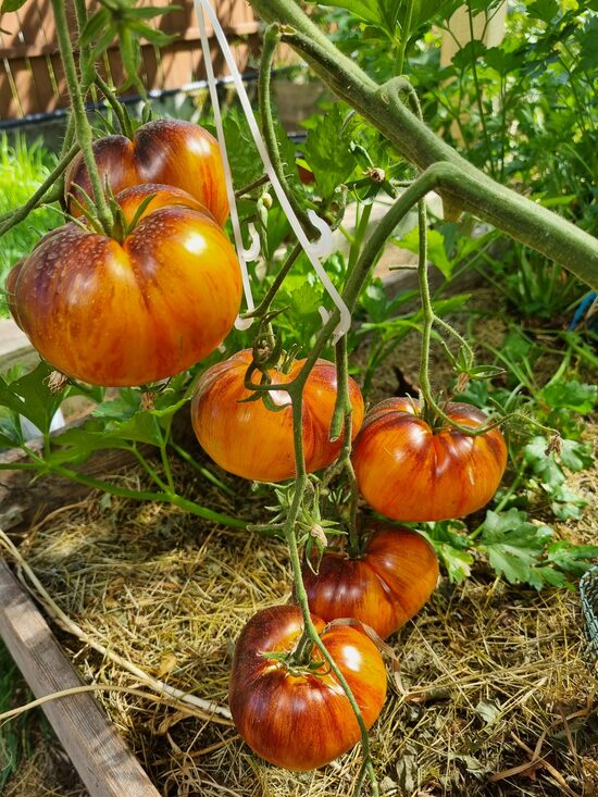 Pomidoras ALICE'S DREAM (aukštaūgis)