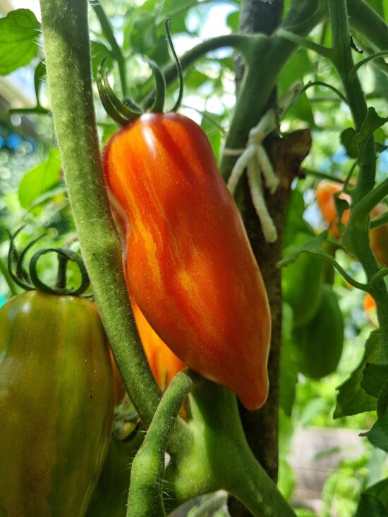 Pomidoras MARZANO FIRE (vid. augumo)