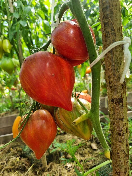 Pomidoras CRUSHED HEART