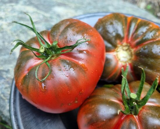 Pomidoras AMAZON CHOCOLATE (vid. augumo)