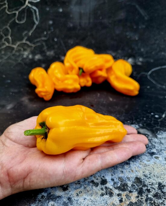 Saldžioji paprika Petit Marseillais