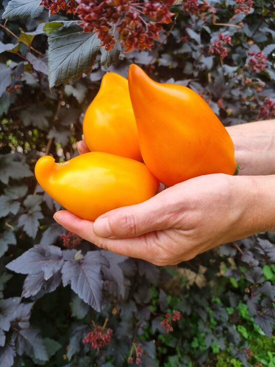 Pomidoras BURATINO (auštaūgis)