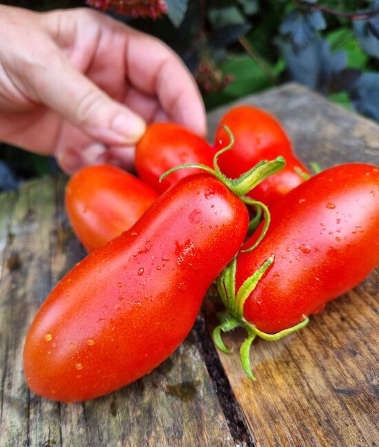 Pomidoras CARNICA (aukštaūgis)