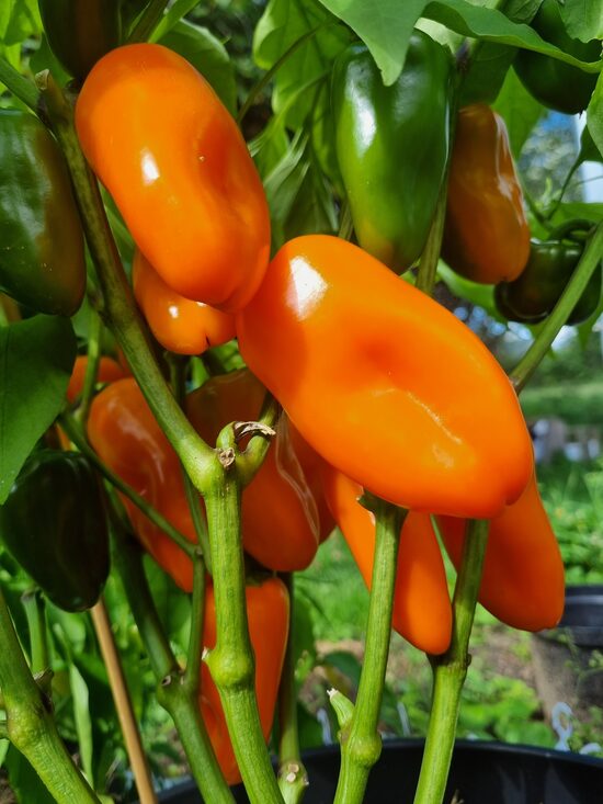 Saldžioji paprika HAMIK