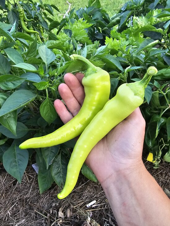 Saldžioji paprika Banana