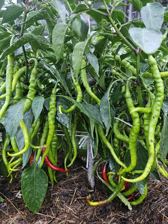 Saldžioji paprika Tatlı Kıl (Menderes)