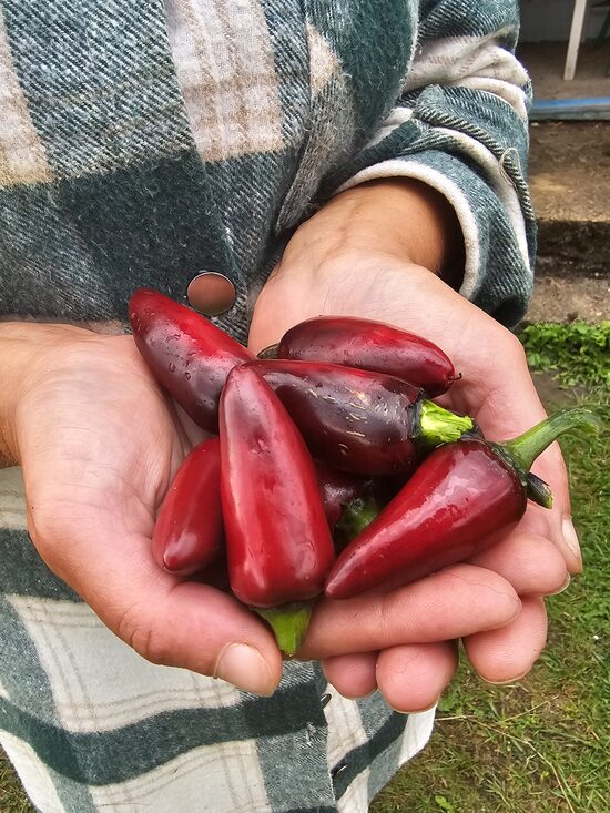 Aitrioji paprika Black Hungarian