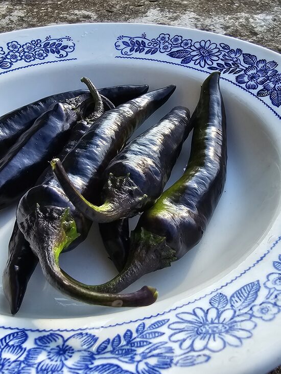 Saldžioji paprika MURASAKI PURPLE