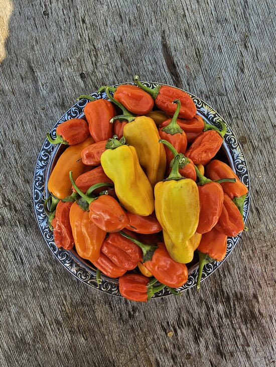 Saldžioji paprika PIPPIN'S GOLDEN HONEY