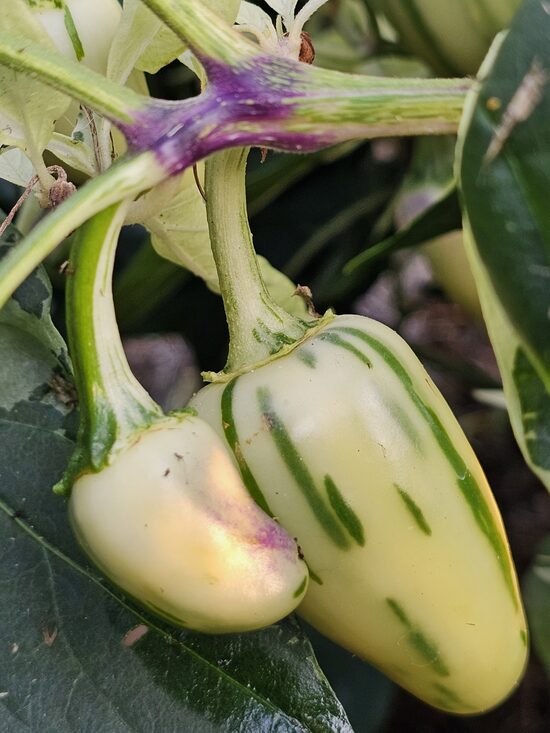 Aitrioji paprika MATTAPENO F5 (dekoratyvi baltesnė)