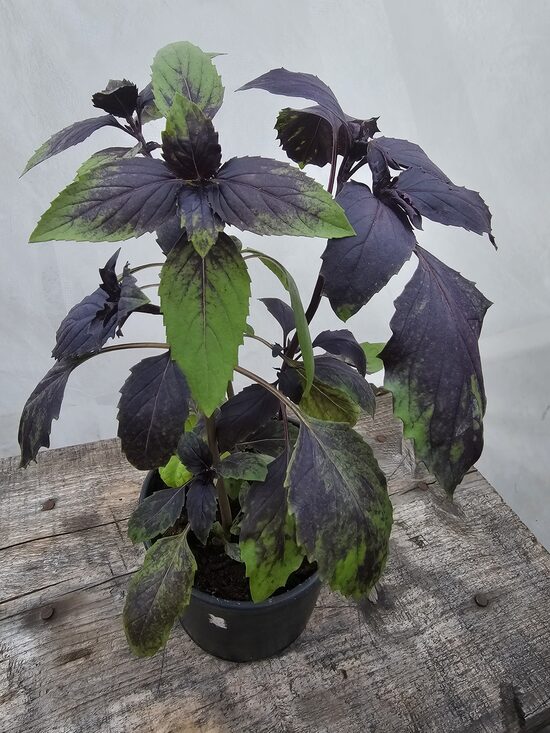 Persinis bazilikas REYHAN (paaugęs, formuotas)