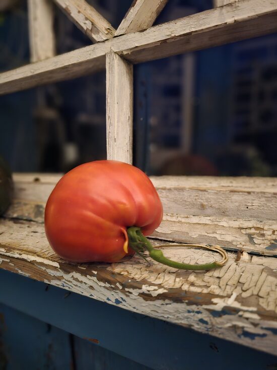 Pomidoras CUORE sel. ABRUZZO (aukštaūgis)