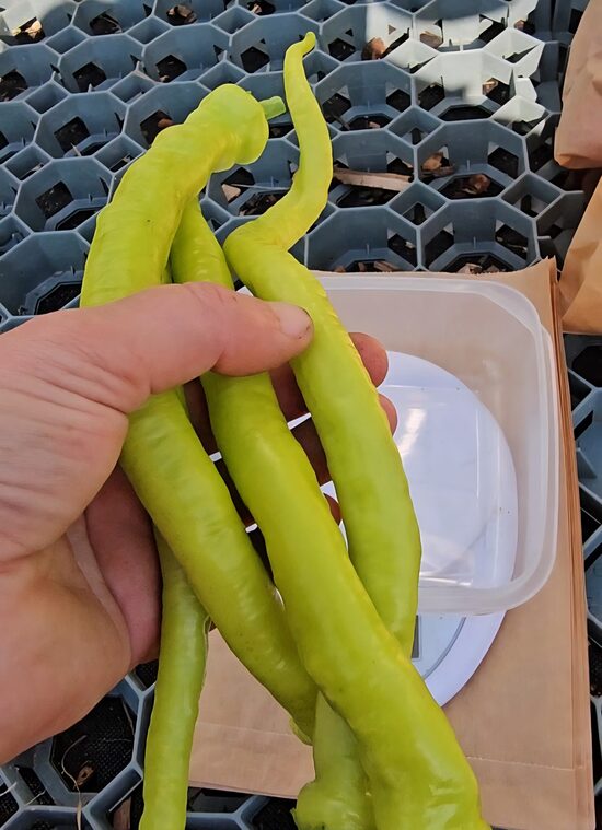 Saldžioji paprika ÇORBACI