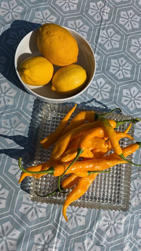 Aitrioji paprika Aji Guyana