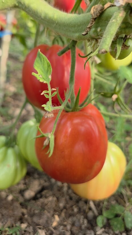 Pomidoras CUOR DI BUE (aukštaūgis)