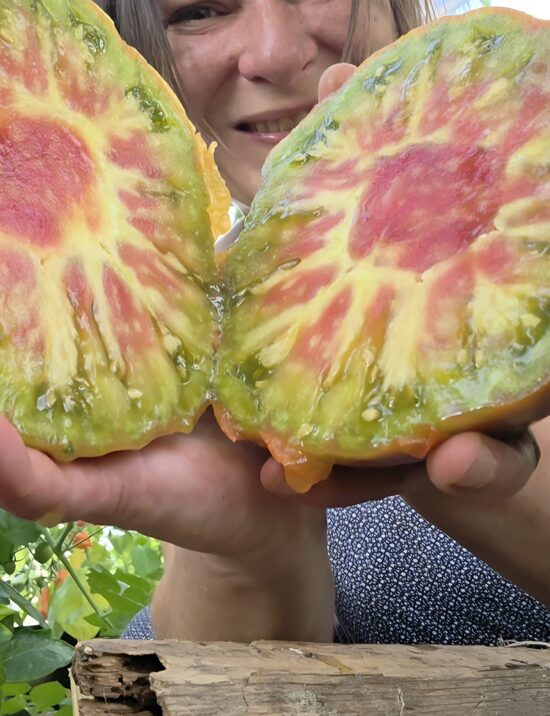 Pomidoras LE SIROP D'ERABLE (aukštaūgis)