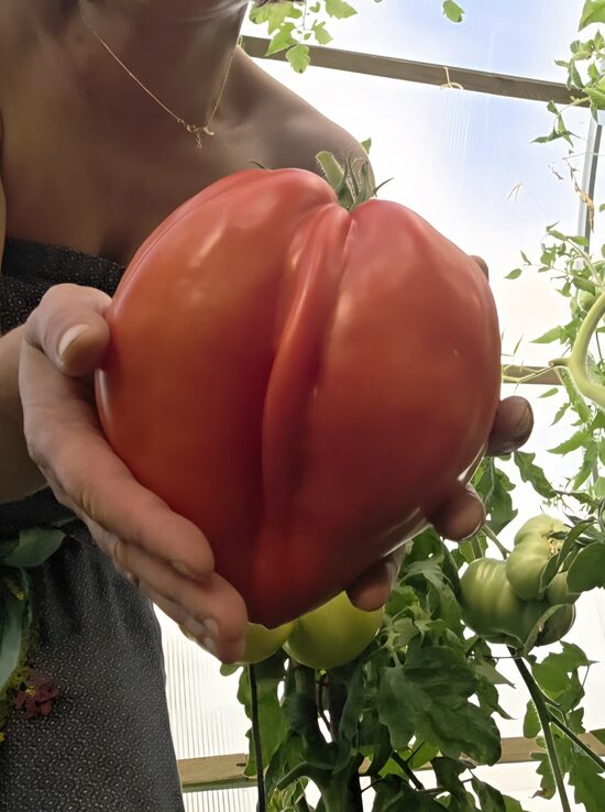 Pomidoras CUORE ANTICO DI ACQUI TERME (aukštaūgis)