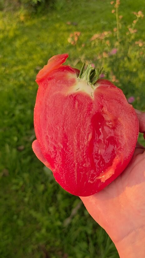 Pomidoras KIM'S CIVIL WAR (aukštaūgis)