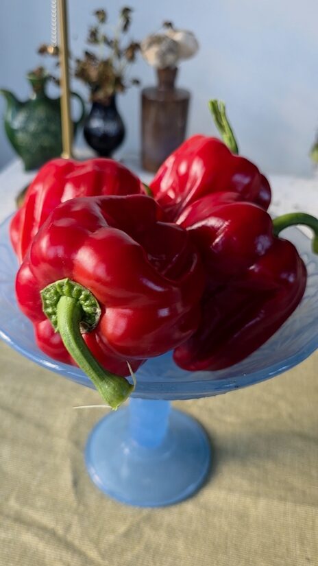 Saldžioji paprika CRIOLLA DE COCINA