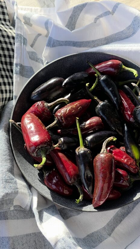 Aitrioji paprika Black Hungarian