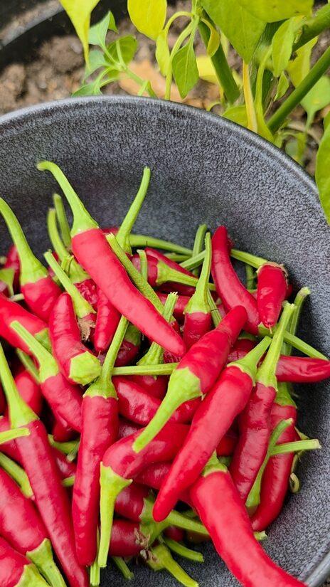 Aitrioji paprika Bird's Eye