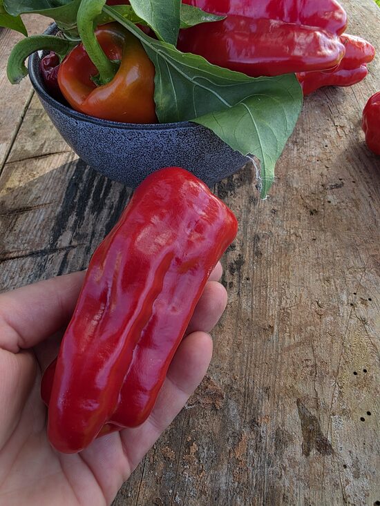 Aitrioji paprika ALEPPO