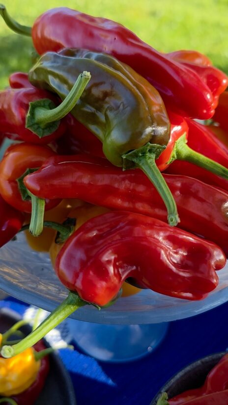 Aitrioji paprika Mazamort (Trilop)