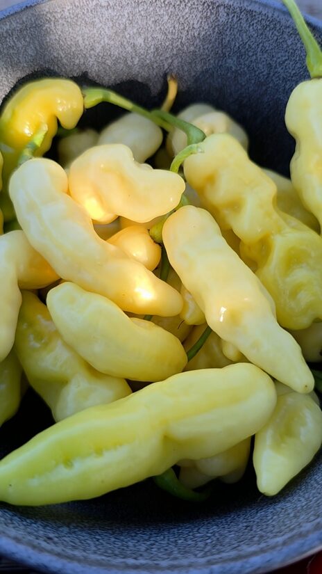 Aitrioji paprika Murupi Boa Vista