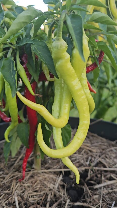 Saldžioji paprika Çorbacı