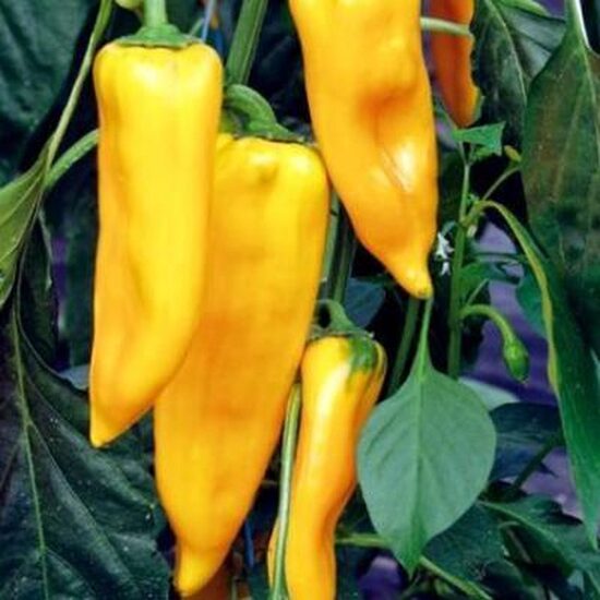 Saldžioji paprika CORNO DI TORO GIALLO
