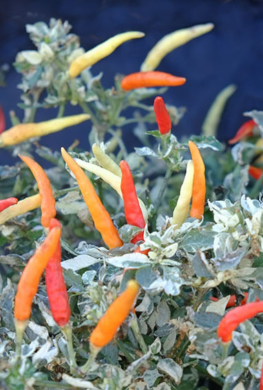 Aitrioji paprika HOT PALETTE VARIEGATED