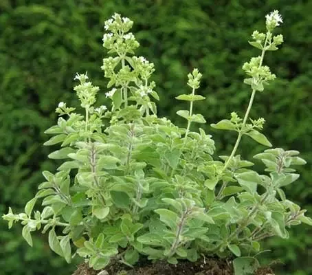 Graikiškas raudonėlis (Origanum vulgare)