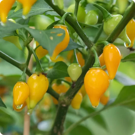 Aitrioji paprika Biquinho Yellow