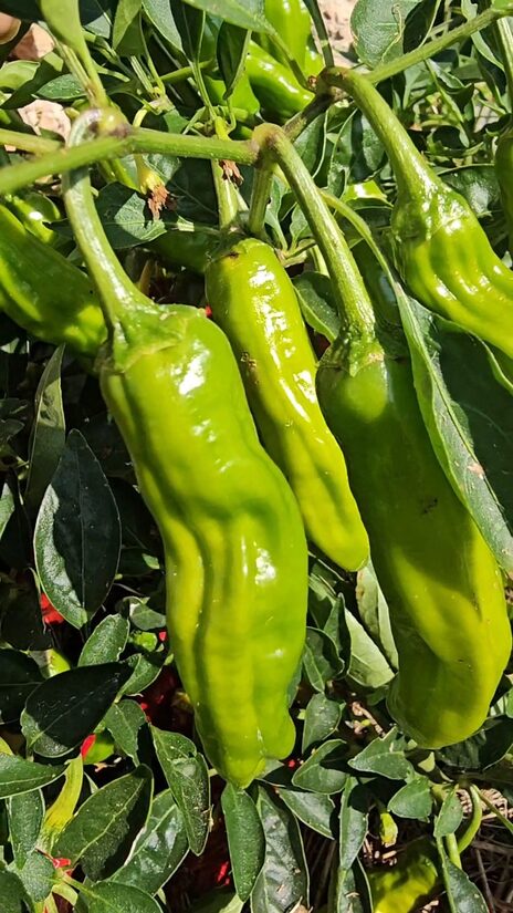 Aitrioji paprika Shishito