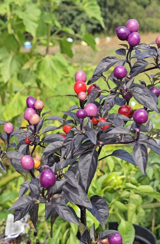 Aitrioji paprika Purple Delight Ghepard