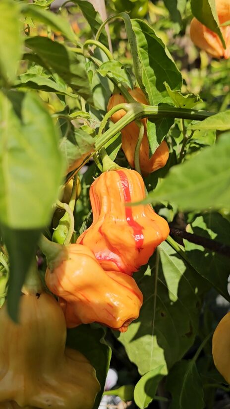 Aitrioji paprika Zebrange