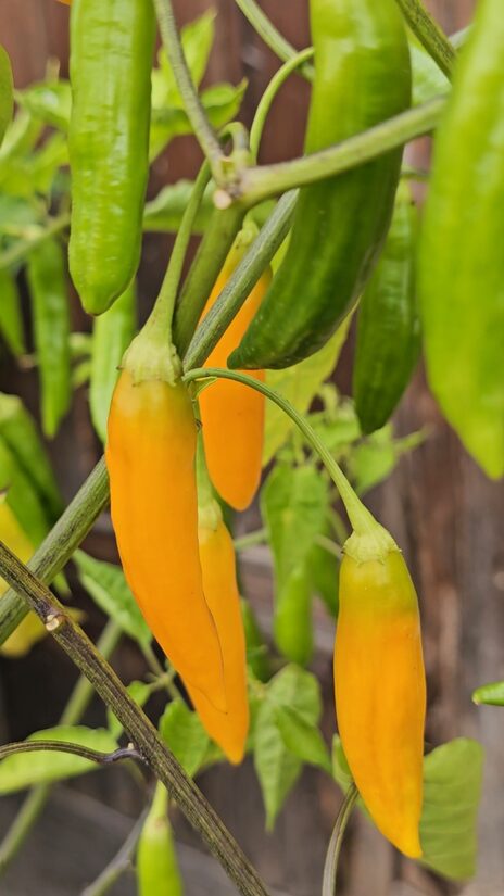 Aitrioji paprika Aji Guyana