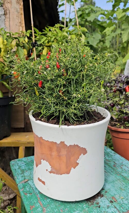 Aitrioji paprika Candlelight Mutant