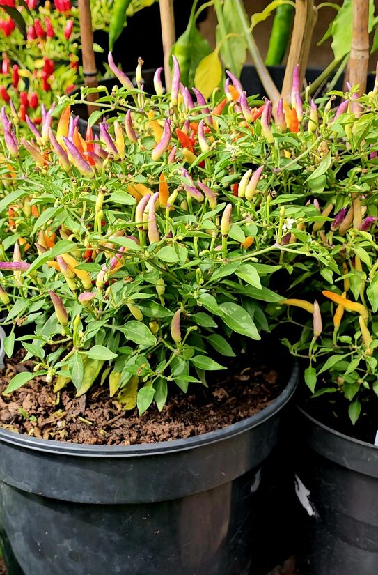 Aitrioji paprika Sparkler x Garda Firework