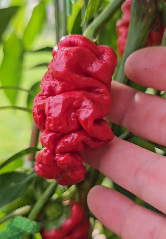 Aitrioji paprika Sharpei (Zou-pi)
