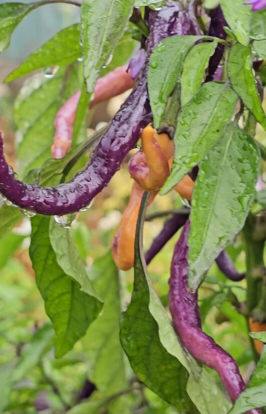 Aitrioji paprika Buena Mulata